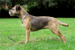 border-terrier