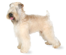 ierse-softcoated-wheaten-terrier