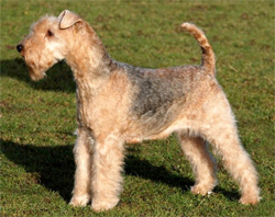lakeland-terrier